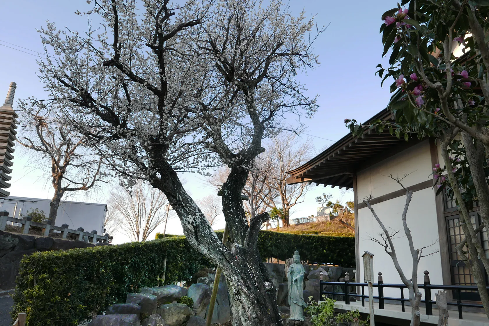 樹齢250年の梅の木と幸運聖観音像